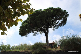Pino di Milo